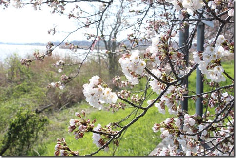 鳥屋野潟の桜が咲き始めました